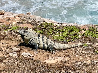 Iguana