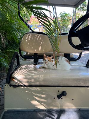 golf cart kitty