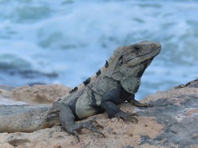 iguana