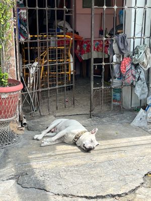 siesta dog