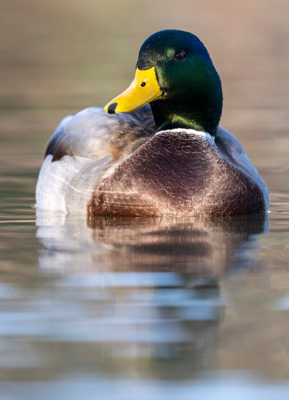 Mallard-804.jpg