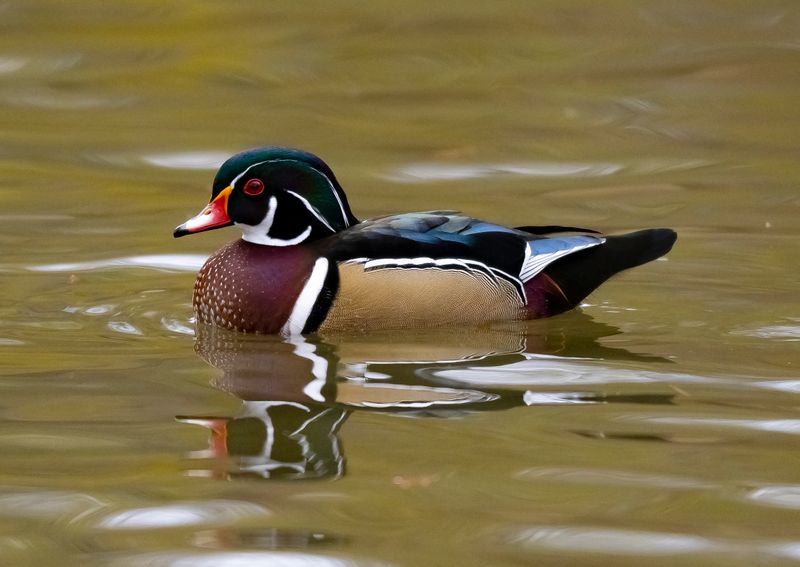 Woodduck-383.jpg