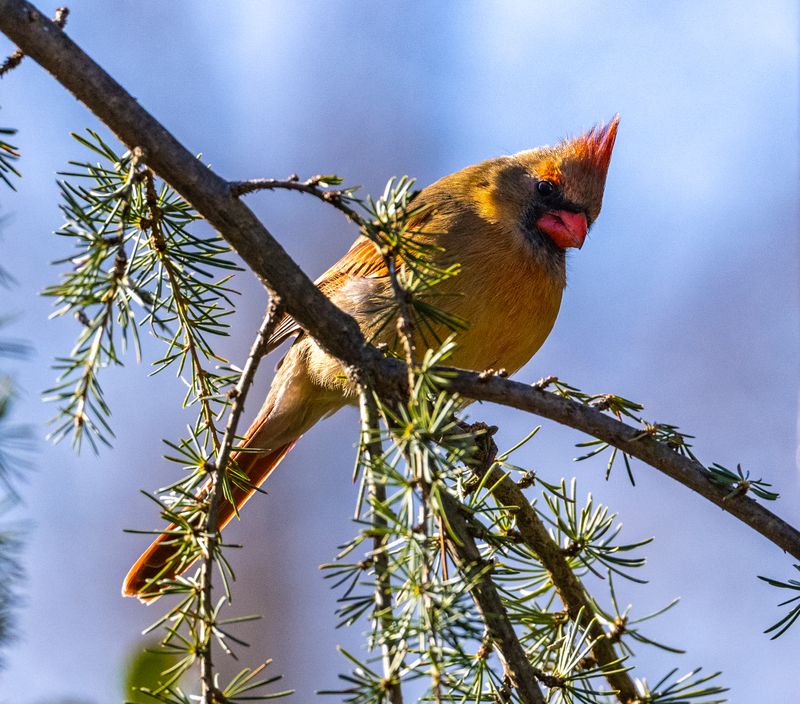 Birds-1727.jpg