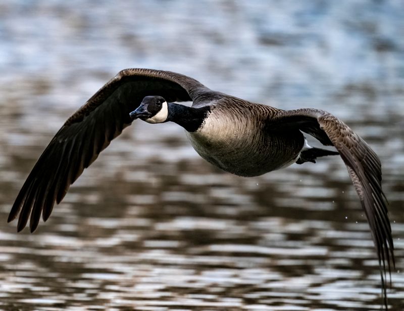 CanGoose (1 of 1).jpg
