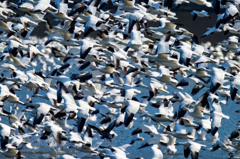 Snow Geese (1 of 1).jpg