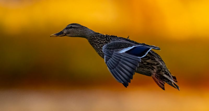 flying duck female-.jpg