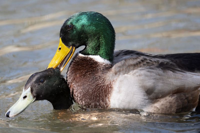 Mallard mating-460.jpg