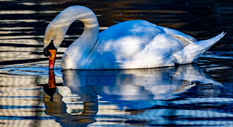 Swan-121.jpg