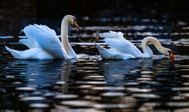 swansEdit.jpg