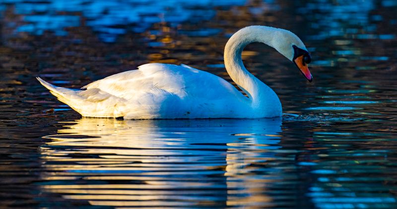 Swan-176.jpg