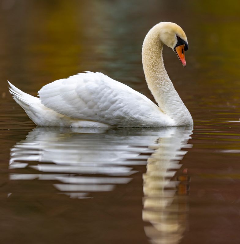 Swan-919.jpg