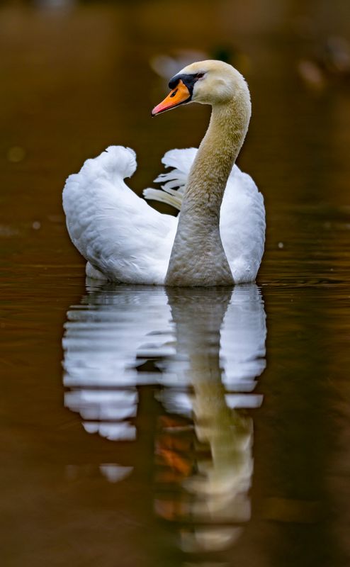 Swan-896.jpg
