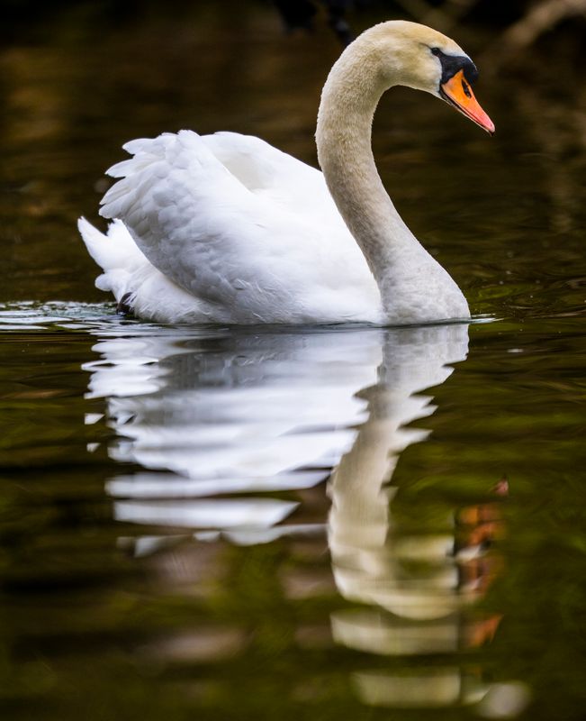 swan-775.jpg
