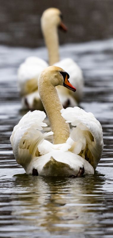 swan-513.jpg