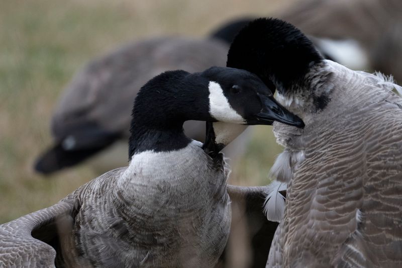 CanGoose fight (1 of 1).jpg
