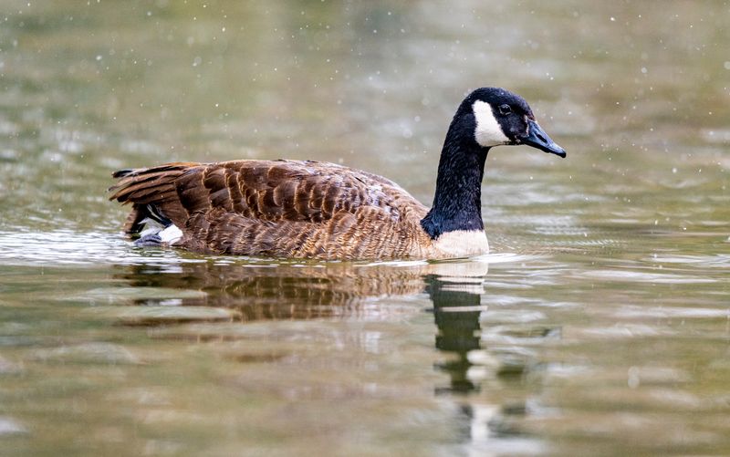 Goose-106.jpg