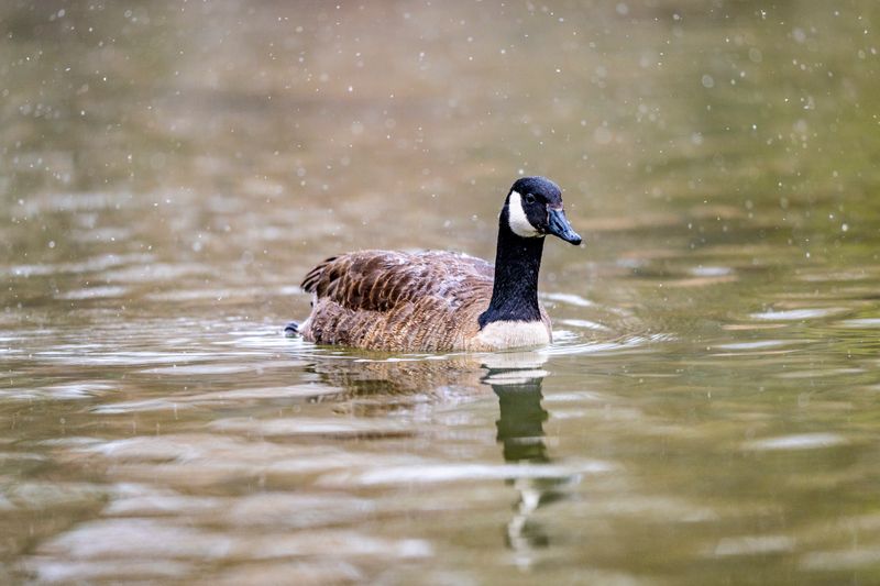 Goose-126.jpg