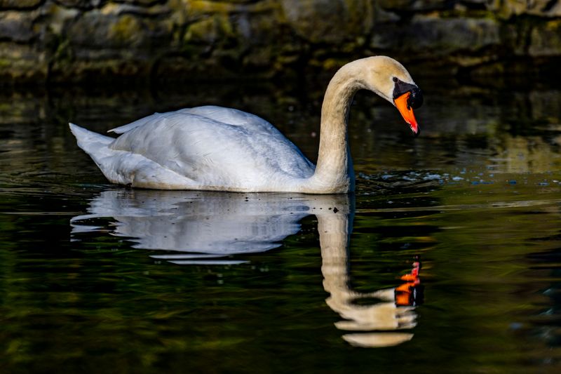 swan-391.jpg