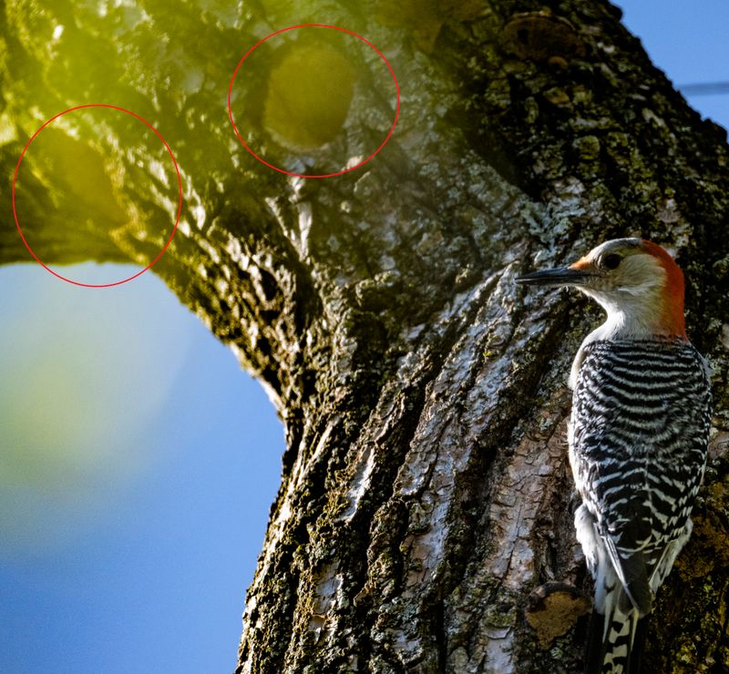 woodpecker-67c.jpg