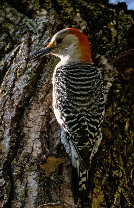 woodpecker-101.jpg