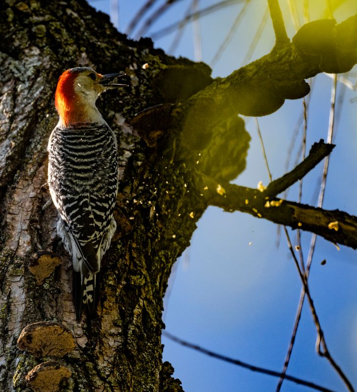 woodpecker-284.jpg