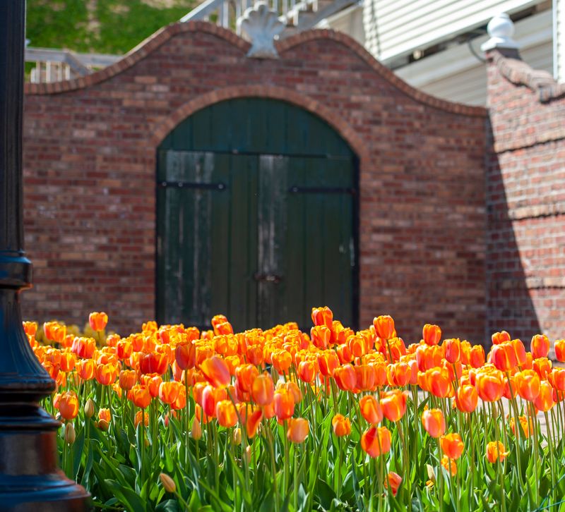 Tulips-4600.jpg