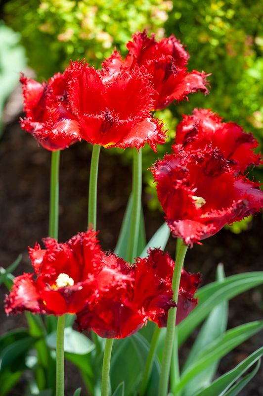 Tulips-4611.jpg