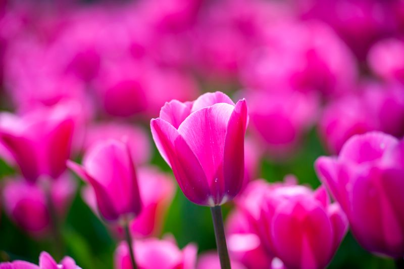Tulips-4628.jpg