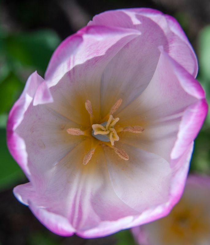 Tulips-4654.jpg