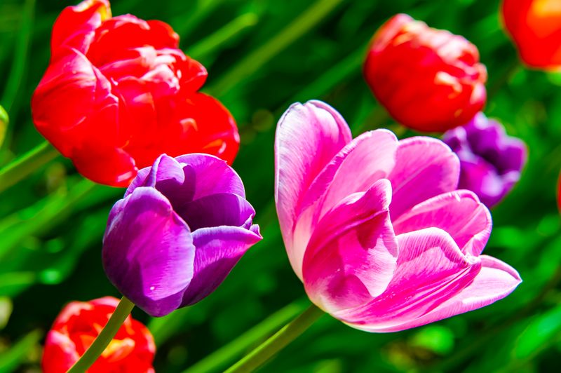 Tulips-4690.jpg
