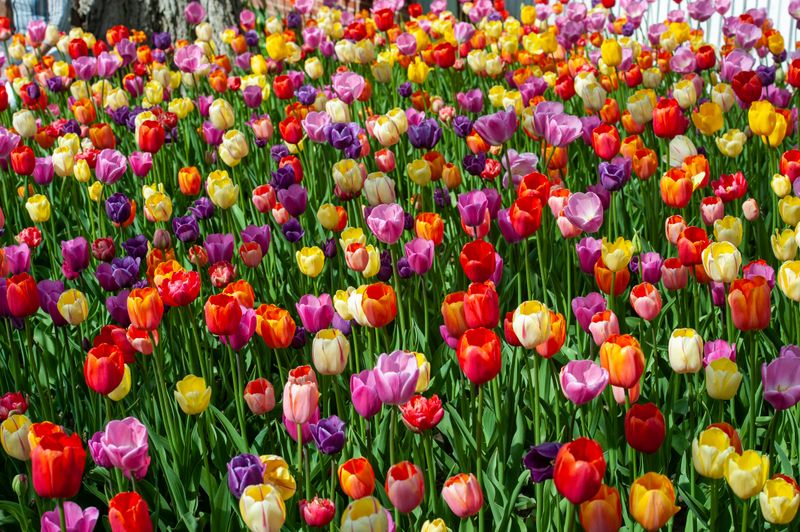 Tulips-4694.jpg