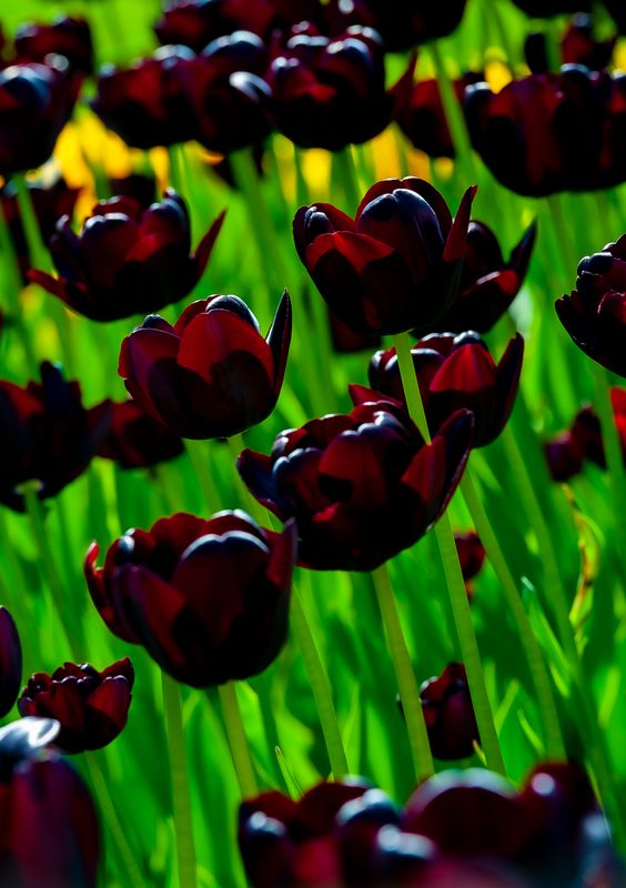Tulips-4700.jpg