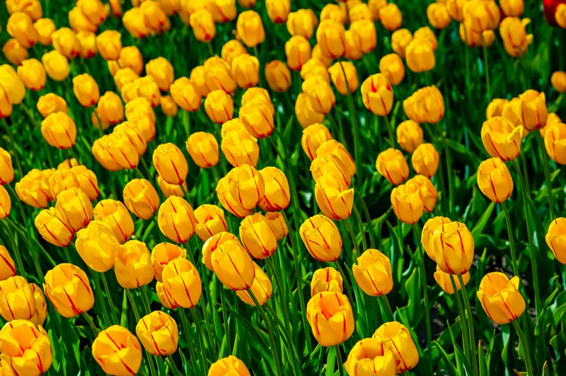 Tulips-4715.jpg