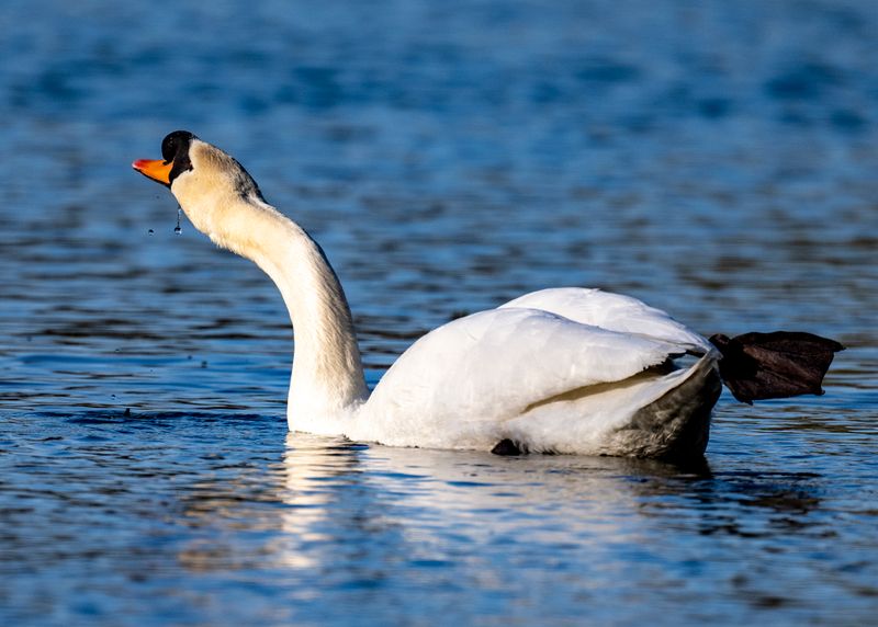 Swan yoga-36.jpg