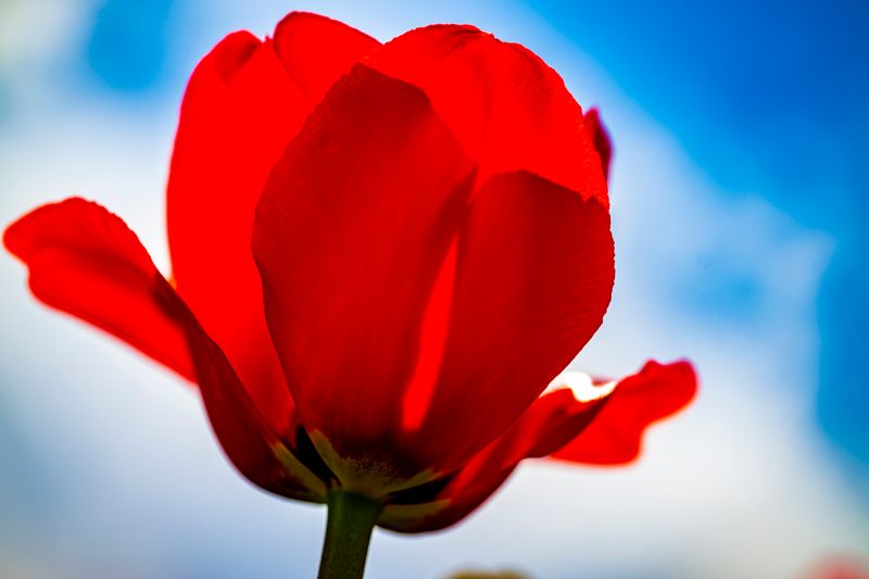 Tulip-199.jpg