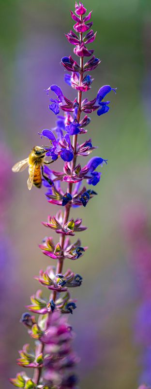 Bee-439.jpg