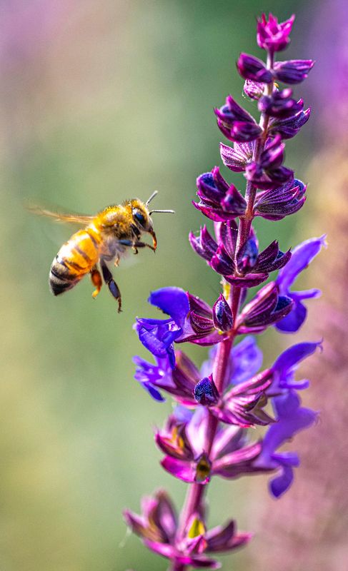 Bee-556.jpg