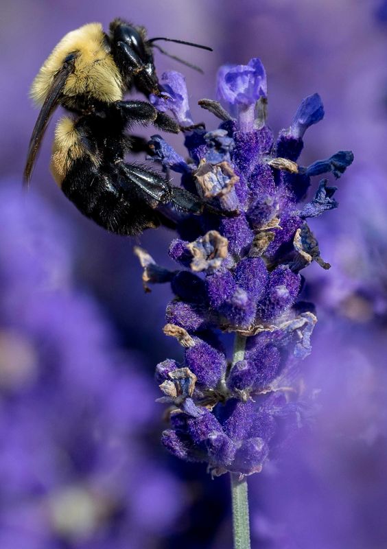 Bee on Lavender-258.jpg