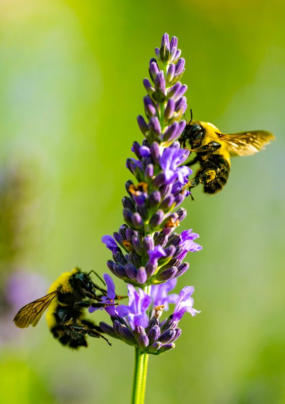 Bee on flower-319.jpg
