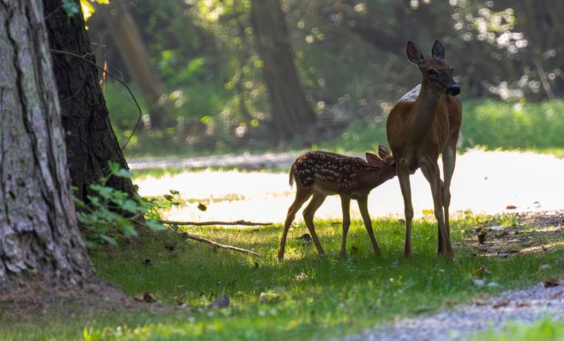 Fawn and doe-.jpg