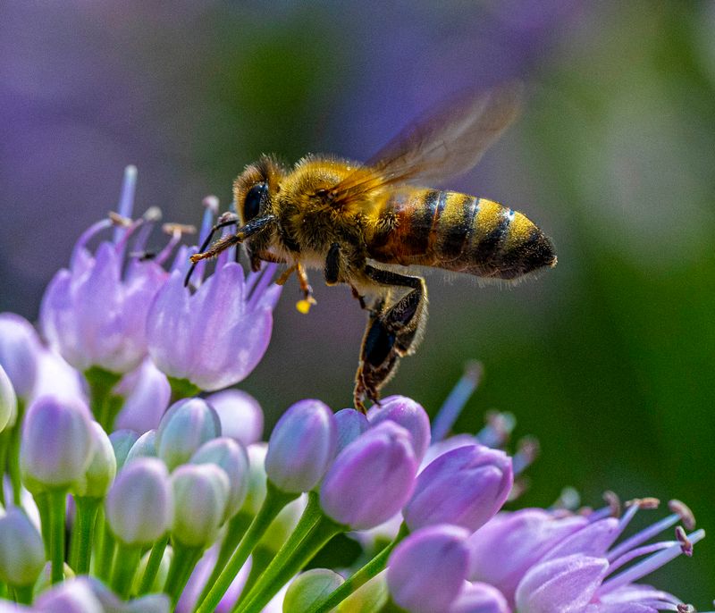 bee on flower-456.jpg