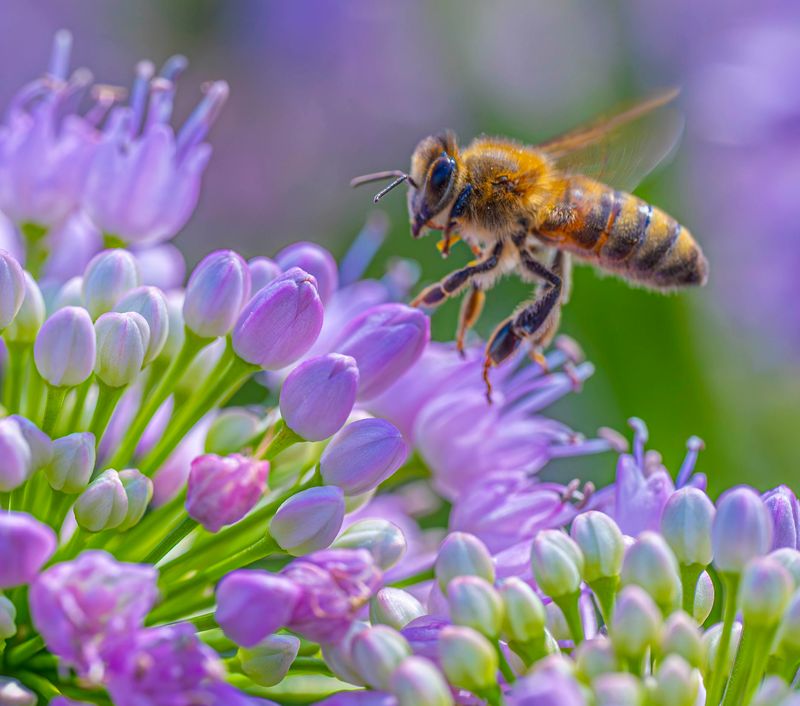 Lovely Bee