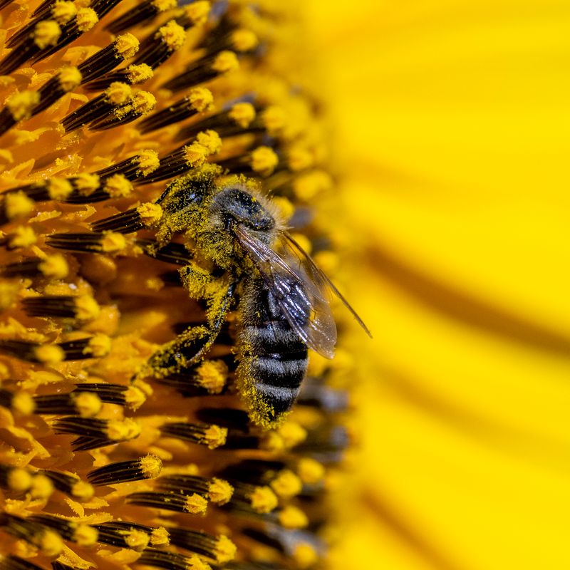 Sunflower bee-437.jpg