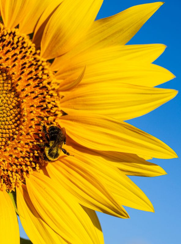 Sunflower bee-55.jpg