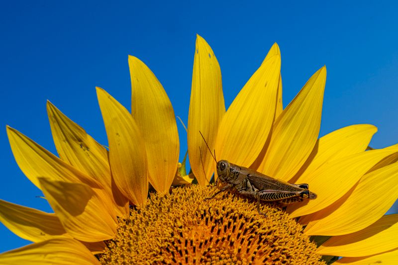 Sunflower-72.jpg