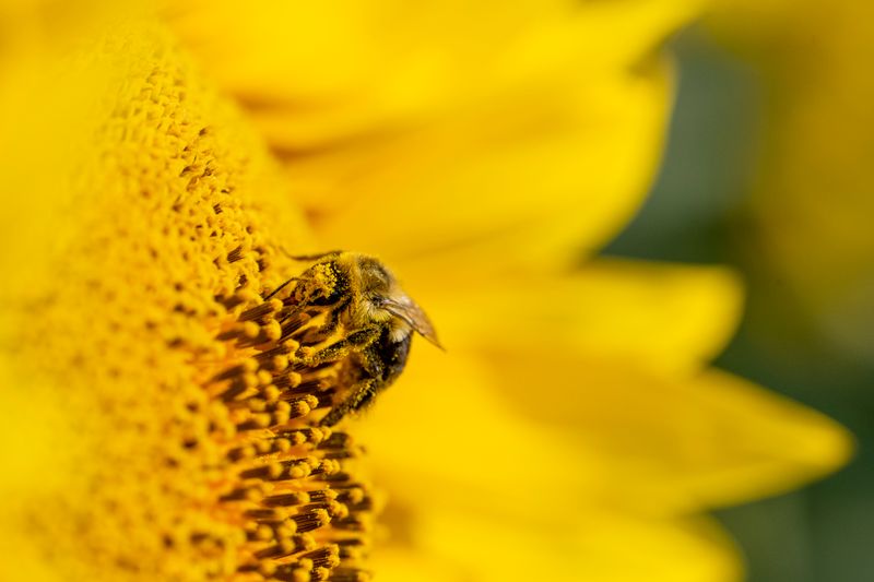 Sunflower-338.jpg