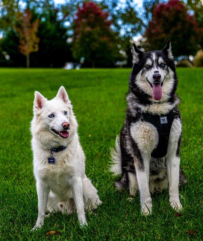 Ghost and Luna