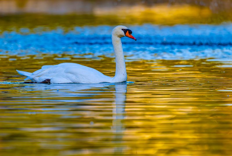 swan grace-.jpg