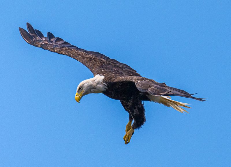 Raptors