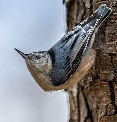 Song birds